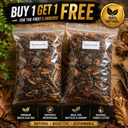 Beech leaf mix forest - leaf,