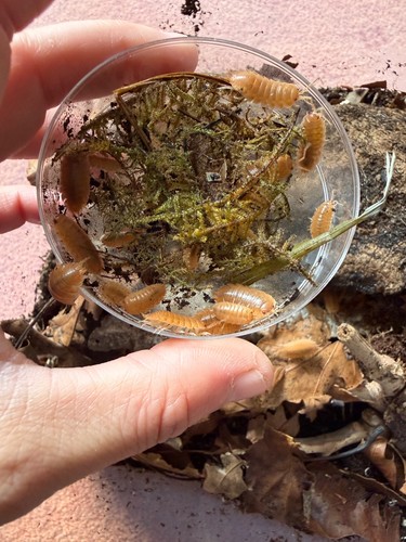 Porcellio laevis giant - , orange