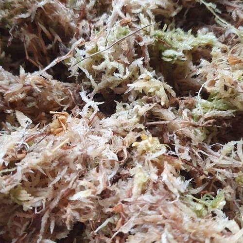 Sphagnum moss for reptiles - moss,