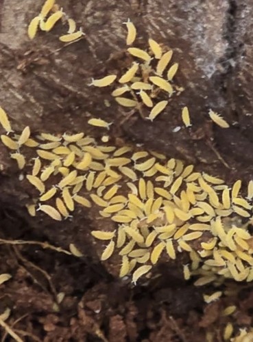 Ceratophysella isabellae - ceratophysella,