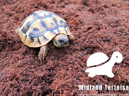 Tortoise substrate bedding - substrate,