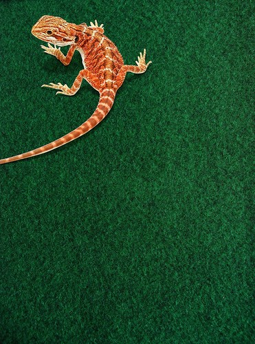 Komodo reptile carpet - komodo,